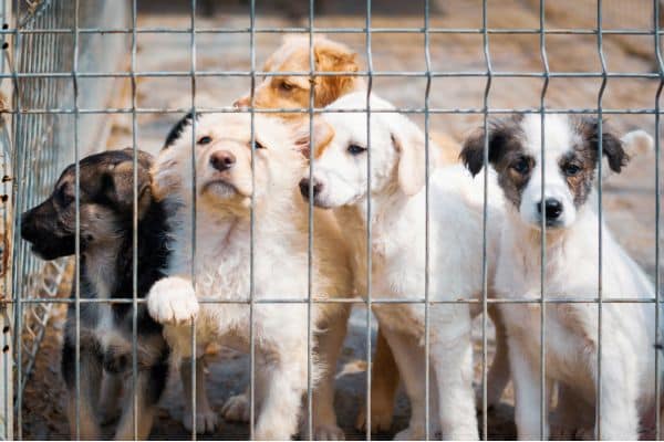 refuge berger australien et autres chiens