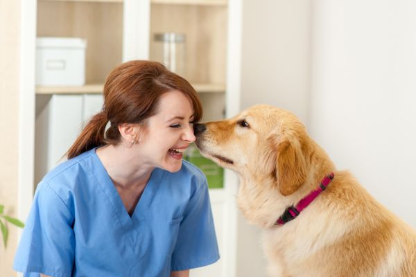 contacter un vétérinaire pour retrouver son chien