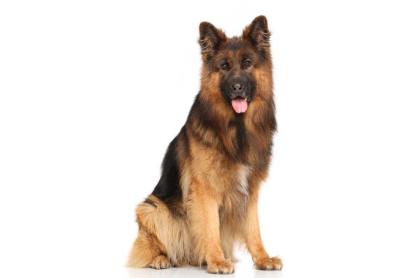 berger allemand