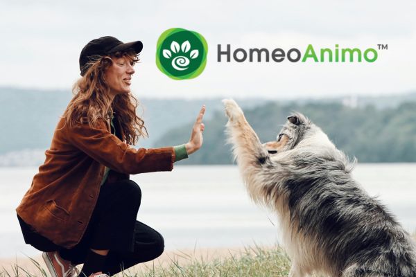 berger australien en bonne santé grâce à homeoanimo