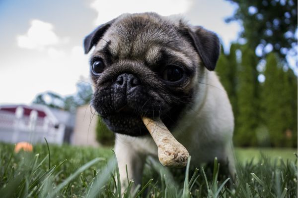 os à macher pour les chiens