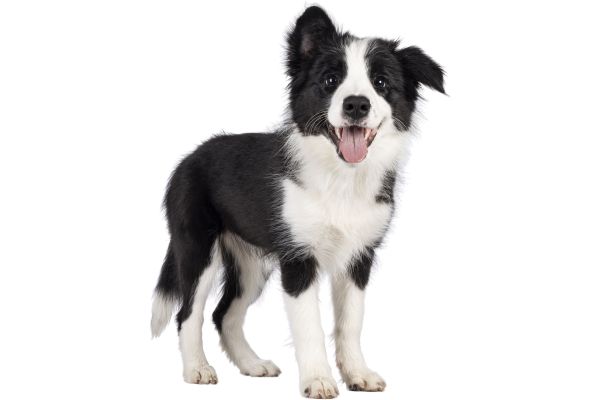 border collie