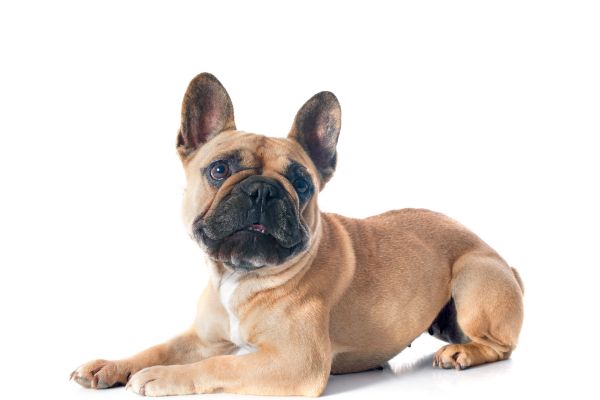 bouledogue français