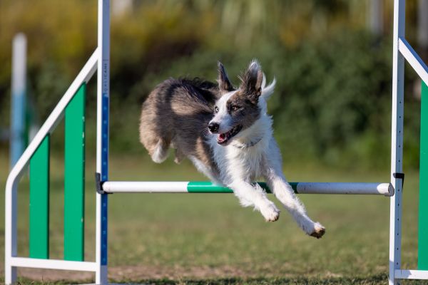 chien agility