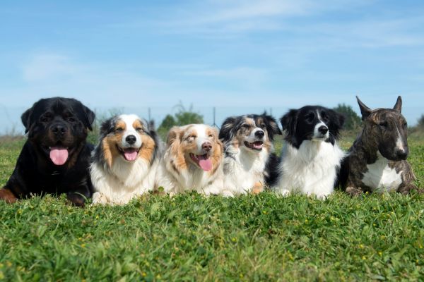 chiens multiples