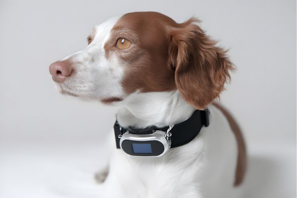 collier gps chien pour le retrouver perdu