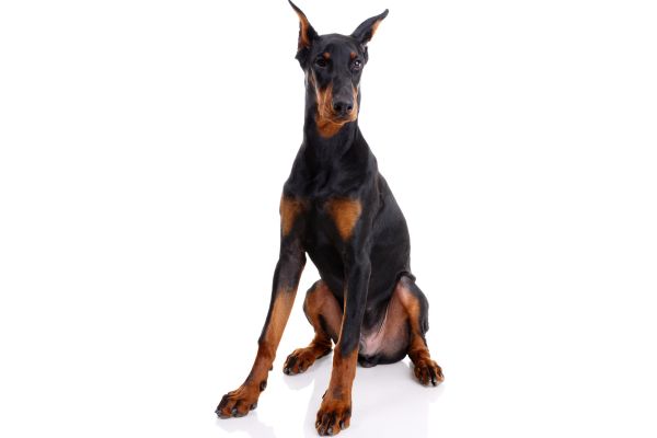 dobermann