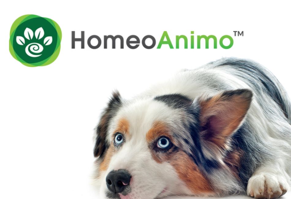homeoanimo