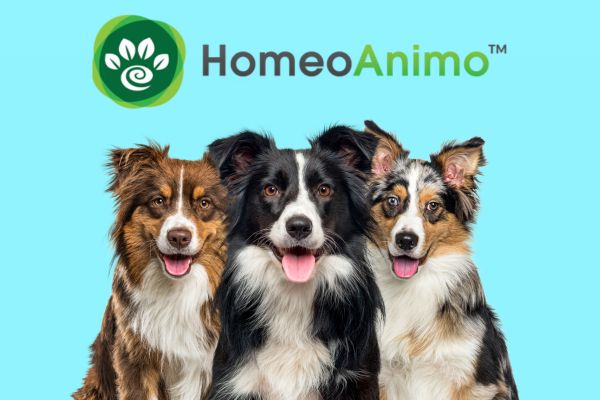 homeoanimo