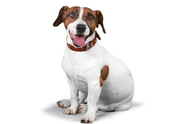 jack russel