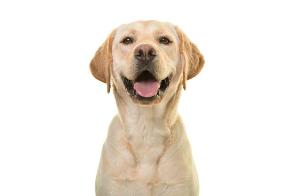 labrador