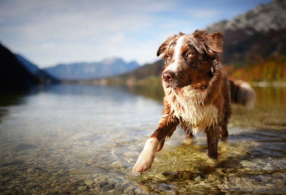 retrouver un chien perdu