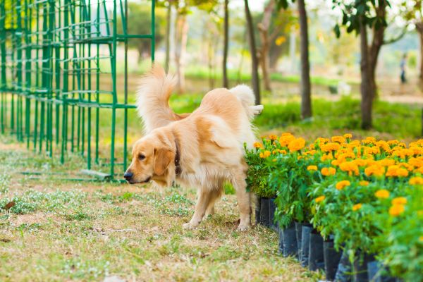 chien balade pipi