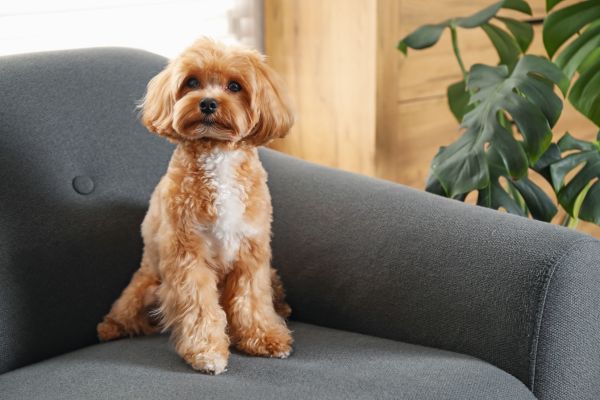 petit chien canapé