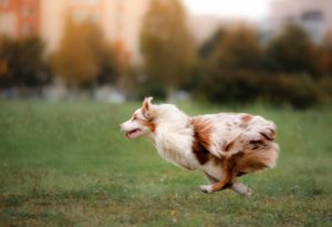 promenade berger australien chien