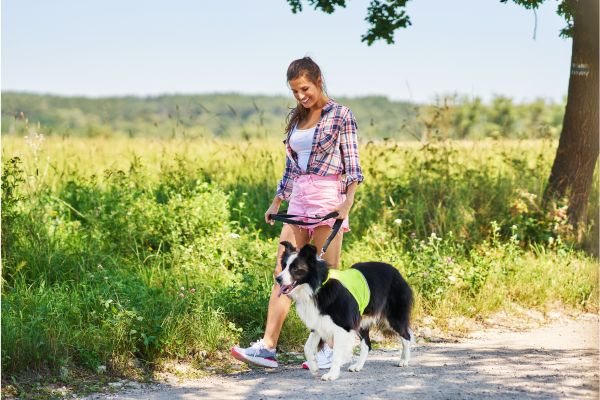 promenade chien
