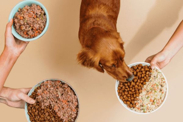 repas frais et croquettes de la marque dog chef