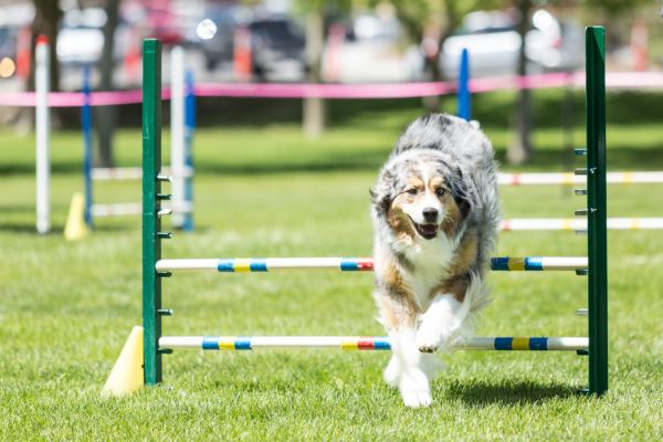 agility sport canin