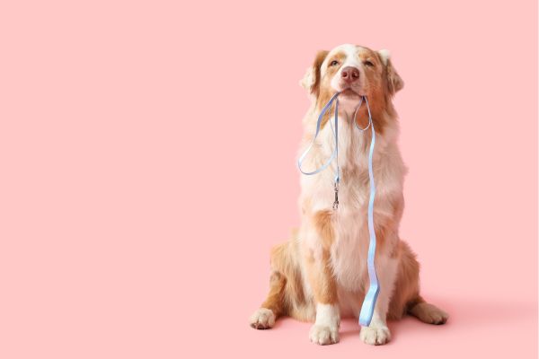 berger australien avec sa longe