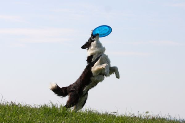 frisbee chien sport canin