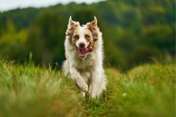 berger australien en train de pister 