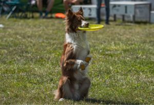 sport canin berger australien