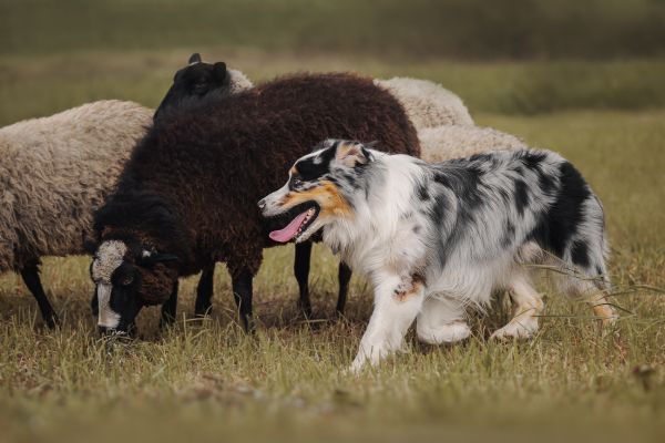 berger australien herding travail de troupeau avec des moutons